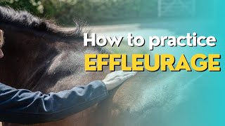 Effleurage Equine Massage Stroke [upl. by Dymphia]