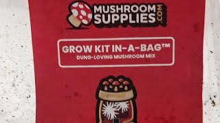 Injecting Thai spores into a mushroom supplies GROW KIT INABAG  For science [upl. by Sachs622]