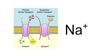 Inorganic ions AQA A Level Biology [upl. by Norag]