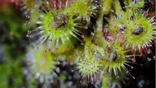 Time Lapse Sundew Rotundifolia [upl. by Gary385]