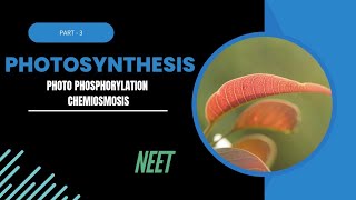 Photosynthesis part3 Photophosphorylation and chemiosmotic theory [upl. by Killion]