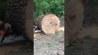 Stihl 462 vs Massive Wood Chainsaw Cutting sthilms462 bigtree [upl. by Damalas]