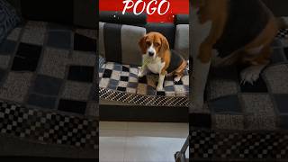 smart catch by pogo dog ytshorts [upl. by Monda]