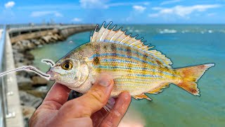 Live PINFISH BAIT Hooks Pier Beast Florida Pier Fishing [upl. by Griseldis682]