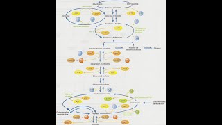 Gluconeogénesis [upl. by Droffats]