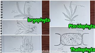 classification of plants bryophyta pteridophyta Thallophyta Divisions [upl. by Adnohser967]