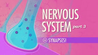 The Nervous System Part 3  Synapses Crash Course Anatomy amp Physiology 10 [upl. by Auqinahs]