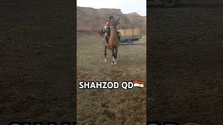 uzbekistan uylar home top horse stallion reels realestate toshkent rek rap roblox nba [upl. by Uba]