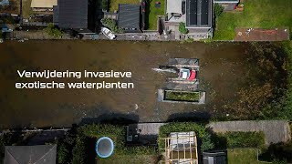 Onderhoud watergangen en verwijdering invasieve exotische waterplaten [upl. by Imena]