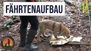 Fährtenarbeit mit Dante der Steyrischen Rauhhaarbracke  Hundeschule UB [upl. by Inesita]