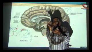 Dr Ahmed Elzainy Commissural amp Association fibers Neuroanatomy الدكتور احمد الزيني [upl. by Iphlgenia850]