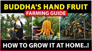 Buddhas hand fruit Farming  How to grow buddhas hand fruit plant at Home [upl. by Olson]