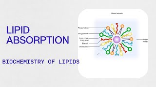 Biochemistry  Lipid Absorption [upl. by Haley]