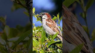 Happy Sparrow chirping sounds [upl. by Any]