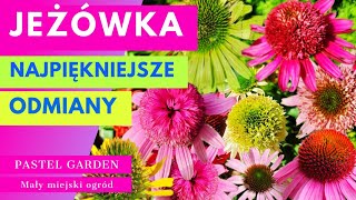 Najpiękniejsze jeżówki w ogrodzie 🌸 Długokwitnące odmiany które warto mieć w ogrodzie [upl. by Helbon876]