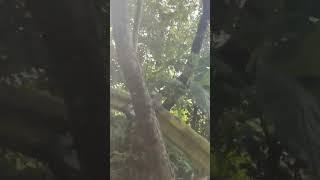 Bumisita ulit sa lignon hill travelvlog naturepark albaybicol [upl. by Obadias]