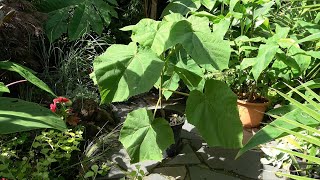 Growing a Paulownia tomentosa in a pot [upl. by Rennob]