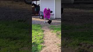 Rooster Attacks Grandma While She Defends Herself With His Dish in Her Hand  1199355 [upl. by Acinoj]