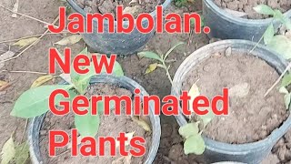 jambolan fruitplant plants freeplants  how jambolan germinate new plants 🪴 [upl. by Shina]