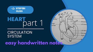 circulation system part 1l HEART handwrittenotes biology [upl. by Pricilla]