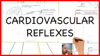 CARDIOVASCULAR REFLEXES PHYSIOLOGY SERIES [upl. by Neret946]