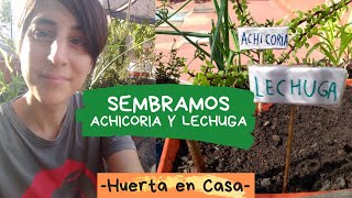 Cómo se siembra la Achicoria y Lechuga desde semilla [upl. by Marozik]