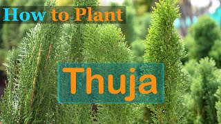 How to Plant Thuja [upl. by Taam]