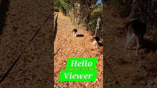 Beagle dog life walk nature petvlog [upl. by Freedman413]