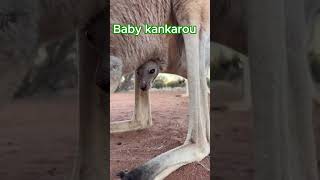 kangaroo Giving Birth animals shorts viralvideo [upl. by Laughry]