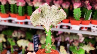 Euphorbia Lactea Cristata Care  Coral Cactus Care Crested Elkhorn [upl. by Aminta520]