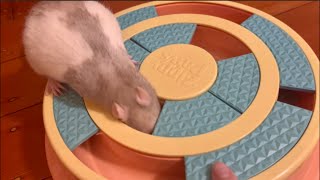 Rat puzzle 🐀  Mice And Rat Enrichment [upl. by Piefer713]