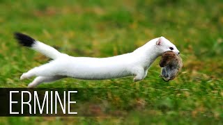 ERMINE in Action The cunning friend of the marten who hares rabbits and squirrels [upl. by Kirk]