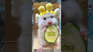 Vui cùng Hamster bé Hamster trắng qua nhà mới và cái kết xuhuongyoutube pets [upl. by Kcirednek]