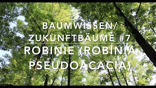 Robinie  Zukunftbäume  7 Baumwissen [upl. by Alian]