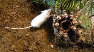 Large brutal tarantula kills mouse Acanthoscurria geniculata [upl. by Alehtse]