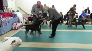 West of England Bull Terrier Club Championship Show March 2016 Post Graduate Dog [upl. by Tasia833]