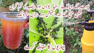 Organic Pesticide amp Fungicide for Plants  Protect Plants from DiseasesStronger Roots Demak Khatam [upl. by Karoly908]