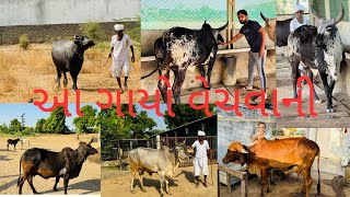 4 ગાય 1 ભેંસ વેચવાની આપડા ફાર્મ ની Kankrej cow Banaskantha ​⁠Banaskikankrej [upl. by Evin]