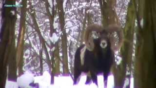 Mouflon hunting in Czech republic [upl. by Annoda368]