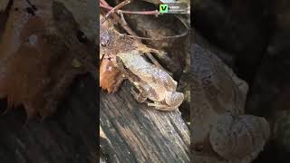 Spring Peeper Frog Camouflaging in Fall Leaves frog wildlife animals nature science biology [upl. by Babbie]