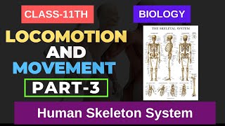 Locomotion and Movement CLASS 11TH BIOLOGY Human Skeleton System  PART3 NEETNCERT IMS ACADEMY [upl. by Lira]