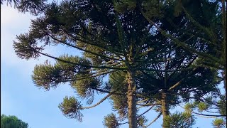 araucaria angustifolia 🌳 nature sounds [upl. by Anneg]