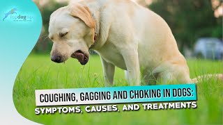 Coughing Gagging and Choking in Dogs Symptoms Causes and Treatments [upl. by Naruq287]