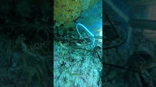 Scuba diving Catch amp Sell short spearfishing [upl. by Nesnej351]