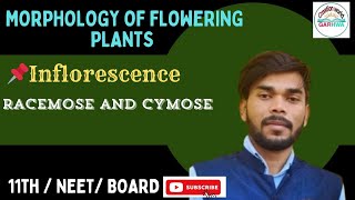 Inflorescence  Morphology of the flowering plants ☘️  Class 11 Biology  NEET  JAC Board [upl. by Schnorr767]