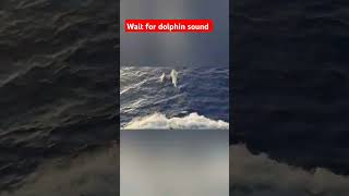 Live Dolfin 🐬fish sound middle of ocean 🌊dolphinseashipoceanmarinefishing [upl. by Meggie]