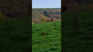 Eifel mountain nature germany travel [upl. by Siramed]