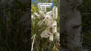 Chenille honey myrtle melaleuca huegelii australia native plant wildflowers [upl. by Craggy]