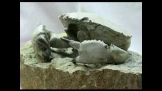 Harpactocarcinus punctulatus  Fossil Crab from Italy  Fossil Crab for Sale [upl. by Elfie687]