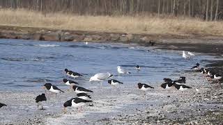 Strandskator Haematopus ostralegus [upl. by Cirala]